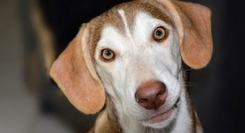 Intestinal Parasites and Your Pet