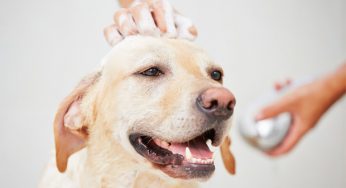 3 Easy Tips To Groom Your Dog At Home