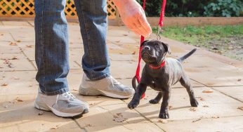 The Best Behaved Dogs Start With Professional Puppy Training