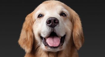 How Dog Breeders Can Increase Their Animals’ Fertility