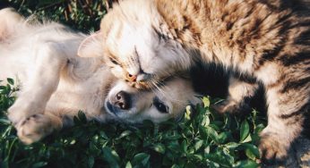 How CBD Can Help Keep Your Pets Healthy and Anxiety-Free
